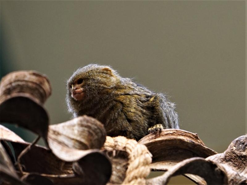 bdFoto 24.JPG - Artis en de hortus botanicus